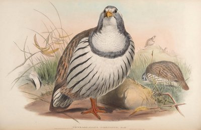 Tetraogallus tibetanus de John Gould